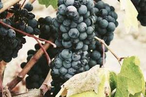 本地局域网服务器通过域名访问失败问题~